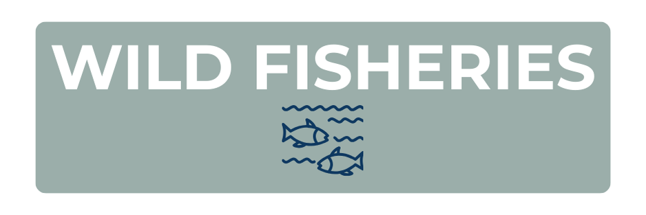 wild fisheries rounded